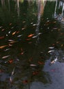 the view of koi fish that soothes the soul at dusk