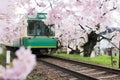 View of Kyoto local train traveling on rail tracks with flourishing cherry blossoms along the railway in Kyoto, Japan Royalty Free Stock Photo