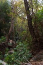 View of Kziv Stream at the end of the Black marked trail, Montfort Nahal Kziv National park, Ein Tamir, Ein Hardalit