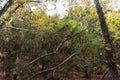 View of Kziv Stream at the end of the Black marked trail, Montfort Nahal Kziv National park, Ein Tamir, Ein Hardalit