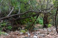 View of Kziv Stream at the end of the Black marked trail, Montfort Nahal Kziv National park, Ein Tamir, Ein Hardalit