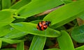 View Lady Bugs on The Green Grass Royalty Free Stock Photo