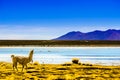 Lagoon pastos grandes in the Altiplano of Bolivia