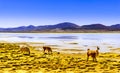 Lagoon pastos grandes in the Altiplano of Bolivia