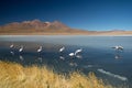 View of Laguna de Canapa with flamingo, Bolivia - Altiplano