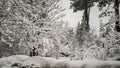 View of Lake Arrowhead, San Bernardino Mountains In Winter