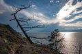 View of Lake Baikal with a tree on the very edge of a rocky cliff Royalty Free Stock Photo