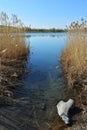 View on the lake with blue water through thickets of bulrush. Tranquil scenery in spring day. Royalty Free Stock Photo