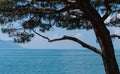 View on lake Leman and pine tree Royalty Free Stock Photo