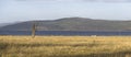 View on the lake Nakuru Royalty Free Stock Photo