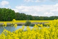 View of the lake next to the yellow rape field against the background of a deciduous forest Royalty Free Stock Photo