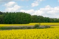 View of the lake next to the yellow rape field against the background of a deciduous forest Royalty Free Stock Photo
