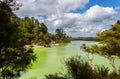 View of lake Ngakoro  and trees at Waiotapu thermal wonderland, also Wai-o-tapu, north island, New Zealand Royalty Free Stock Photo