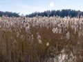 View of lake shore in early spring Royalty Free Stock Photo