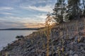 View of the lake with sunset. Pine trees and plants.