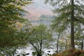 Evergreen Fir Trees on the edge of Lake Ullswater, Lake District, England Royalty Free Stock Photo