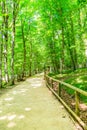 View of Umbra Forest, in Apulia, Italy. Royalty Free Stock Photo