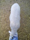 view of a lamb curiously smelling the slippers of a human