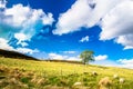 Lamb on meadows in the highlands of Scotland Royalty Free Stock Photo