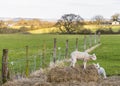 A view of lambs playing on hay bales near to Gumley, UK Royalty Free Stock Photo