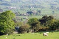View of Lancashire farmland