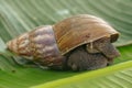 A view of land garden snails, known as terrestrial pulmonate gastropod molluscs on the green grass under the morning