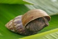 A view of land garden snails, known as terrestrial pulmonate gastropod molluscs on the green grass under the morning