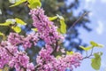 View landscape background blurred bright pink Judas Tree branch