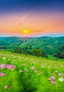 view of landscape of the cosmos flower field and green field on the hill at sunrise time Royalty Free Stock Photo