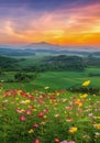 view of landscape of the cosmos flower field and green field on the hill at sunrise time Royalty Free Stock Photo