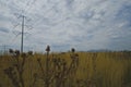 The dead wheat field under the power lines Royalty Free Stock Photo