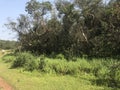 View of landscape grass and landscape trees