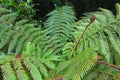 Ferns and other vegetation in Milford Sound, New Zealand