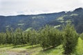 Apple farm at countryside of Italy