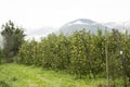 View landscape of mountain and Oetztal tiroler village with Apple farm