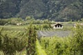 View landscape of mountain and Oetztal tiroler village with Apple farm