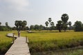 View landscape paddy and toddy palms or sugar palm tree with wooden bridge in rice field for thai people and foreign travelers