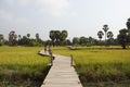 View landscape paddy and toddy palms or sugar palm tree with wooden bridge in rice field for thai people and foreign travelers