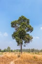 View of a landscape with a trees