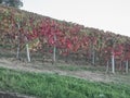 View of the Langhe countryisde in Pedmont