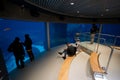View of large aquarium inside Montreal Biodome with fish. Royalty Free Stock Photo
