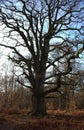 View of the large black oak, Rappeiche, in the Sababurg primeval forest Royalty Free Stock Photo