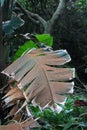 LARGE DECAYING BROWN LEAF ON A SUBTROPICAL PLANT