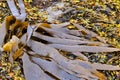 Brown Seaweed on the Coast of North East England