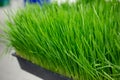 catgrass in container Royalty Free Stock Photo