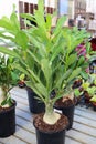 View of a large desert rose plant in a pot