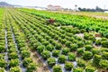 Farm field planted with ripening organic green lettuce