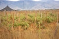 tomato fields in farmlands of Gilroy California Royalty Free Stock Photo