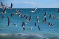 Large flock of seagulls flying over the sea Royalty Free Stock Photo