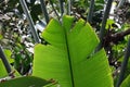 PART OF LARGE GREEN LUMINOUS LEAF IN A SUBTROPICAL FOREST